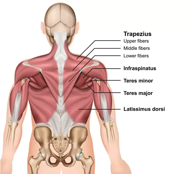 Back Pain Treatment in Ayurveda | Ayur Harsha - Kothapet, Hyderabad